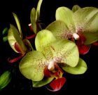 A frissen mosott függöny veszélyei