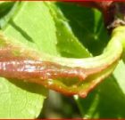 Zsigó György – Hasznos közlendők kertbarátoknak – 2018/6