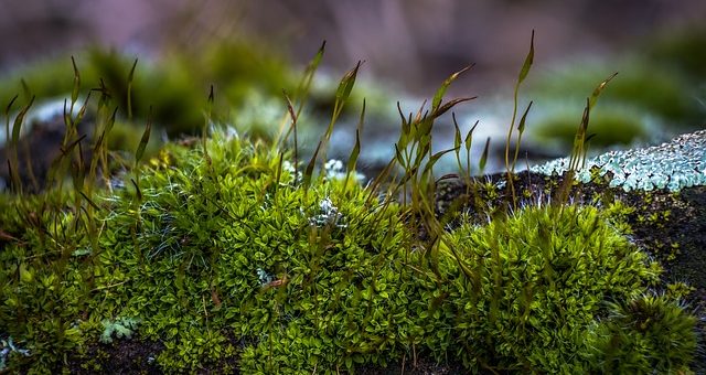 A mohát most lehet legyűrni