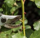 Ami a metszés után következik