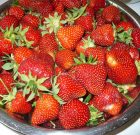 Az otthon termett szamóca gyakran nem jut el a konyháig