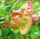 Zsigó György – Hasznos közlendők kertbarátoknak – 2018/8