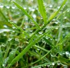 Csak akkor hajt a fűmag, ha időben érkezik a póteső