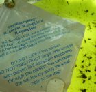 Zsigó György – Hasznos közlendők kertbarátoknak – 2018/7