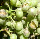 Zsigó György – Hasznos közlendők kertbarátoknak – 2018/11