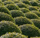 A puszpáng nem szép metszés nélkül