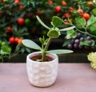 Nyári növénybújócska