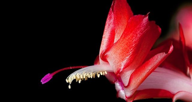 Karácsonyi kaktusz zacskó alatt