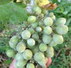 Zsigó György – Hasznos közlendők kertbarátoknak – 2018/10