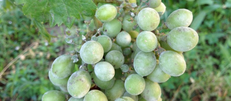 Zsigó György – Hasznos közlendők kertbarátoknak – 2018/10