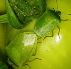 Zsigó György – Hasznos közlendők kertbarátoknak – 2018/13