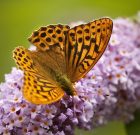 A nyáriorgona kedveli a metszést