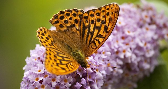 A nyáriorgona kedveli a metszést
