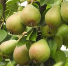 Hogyan kerül az üvegbe a körte?