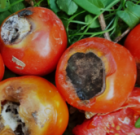 Zsigó György – Hasznos közlendők kertbarátoknak – 2018/14