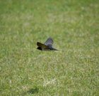 A forró nyarakon is lehet egészséges a gyep