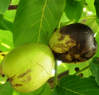 Zsigó György – Hasznos közlendők kertbarátoknak – 2018/15