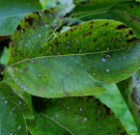 Zsigó György – Hasznos közlendők kertbarátoknak – 2018/16