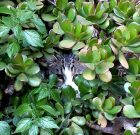 Tüzes napok következnek, de csak, ha maradt tavalyi hajtás