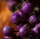 Őszi lila gyöngyök Kínából