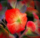 Jól kell hortenziát választani