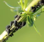 Az ősz a tetűszex ideje