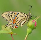 Búcsú a pillangóktól