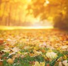 Idén is hetekig potyognak a falevelek