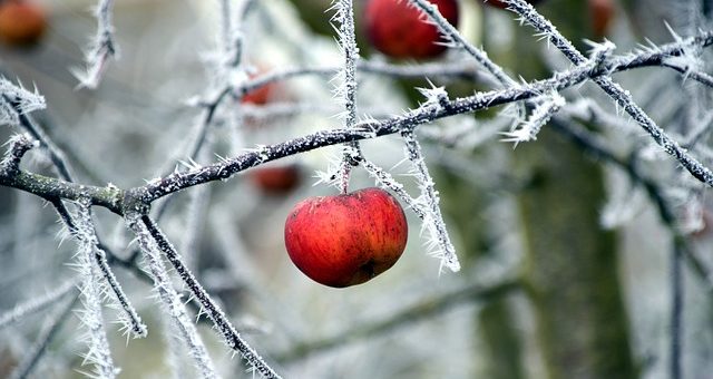 Toporgás a gyümölcsös kertben