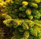 Ollóval az örökzöldek környékén