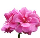 Téli muskátlinyavaja