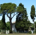 Az agresszív fenyőt a faiskolában kell hagyni