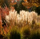 A díszfüvek már a tavaszra készülnek