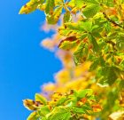 A gyógyítás mellett, a vadgesztenye cserére is készülni kell