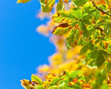 A gyógyítás mellett, a vadgesztenye cserére is készülni kell