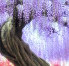 A listavezető lilaakác