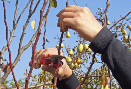 Nagy kincs az ággyűrű